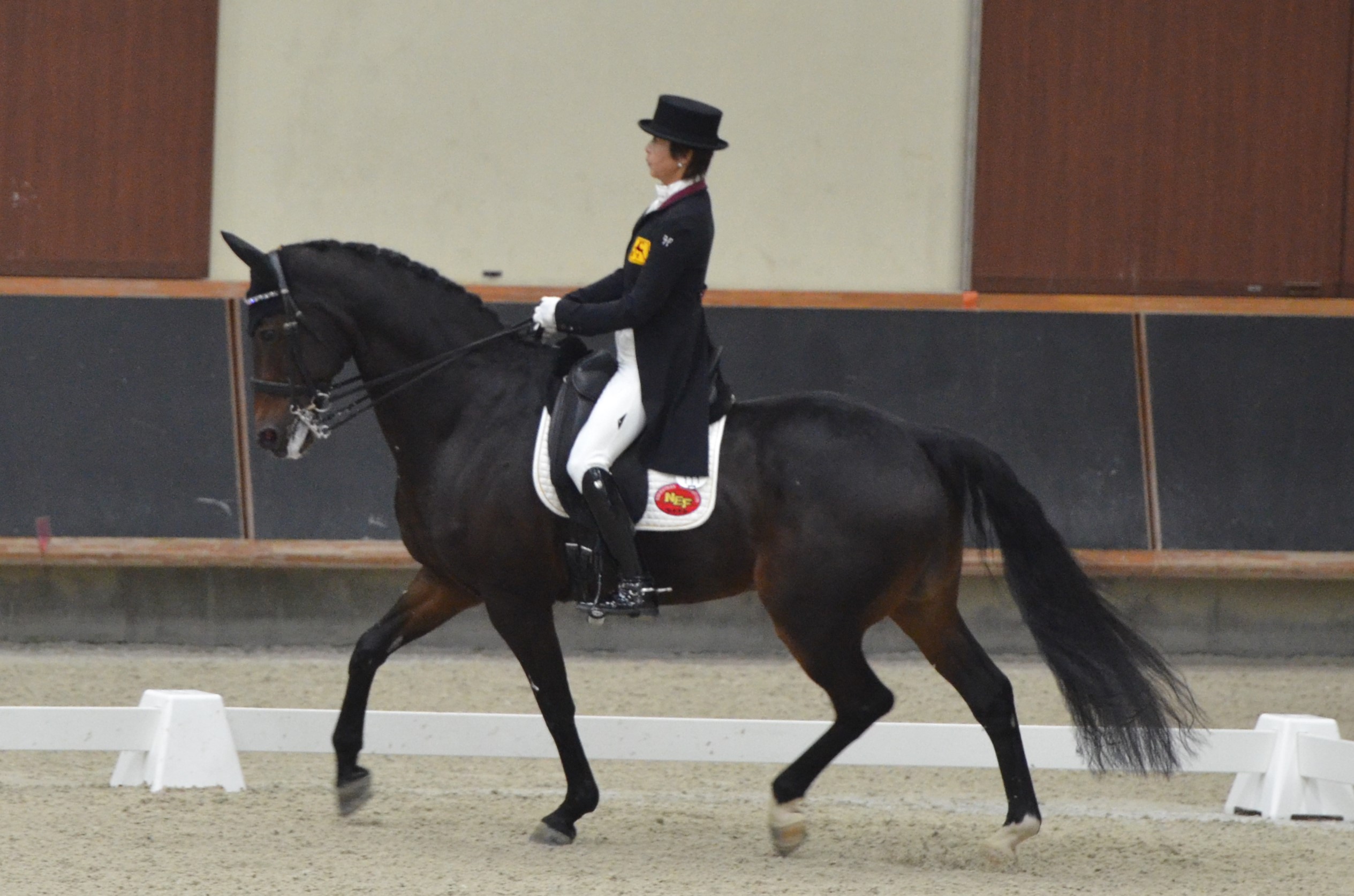 公益社団法人 日本馬術連盟 Japan Equestrian Federation 日本馬術連盟 日馬連 馬術連盟 公益社団法人 日本馬術連盟